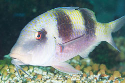 BD-141017-Komodo-5295-Parupeneus-crassilabris-(Valenciennes.-1831)-[Doublebar-goatfish].jpg